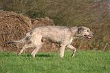 IRISH WOLFHOUND 337